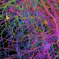 Center for Systems, Knowledge Representation and Neuroscience's profile picture