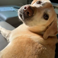 Cheul's profile picture