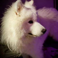 Rodrigo's profile picture