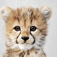 Duflos's profile picture