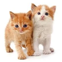 ☢'s profile picture